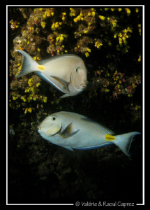 Acanthurus monroviae by Raoul Caprez 